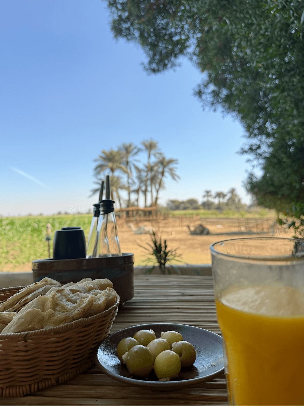 Traditional Egyptian meal with bread and olives overlooking village with palm trees