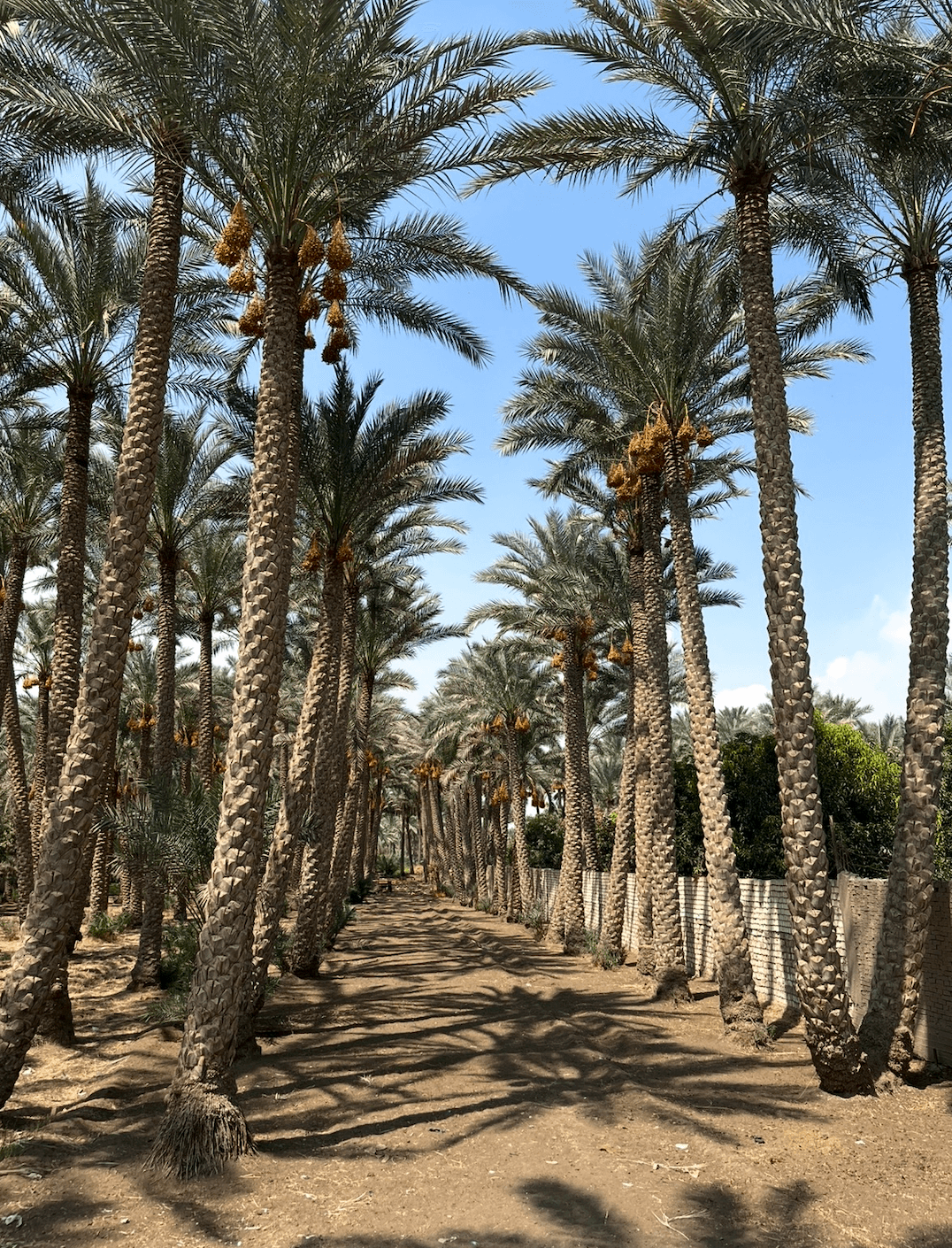 Date palm grove pathway with hanging fruit clusters near Saqqara archaeological site