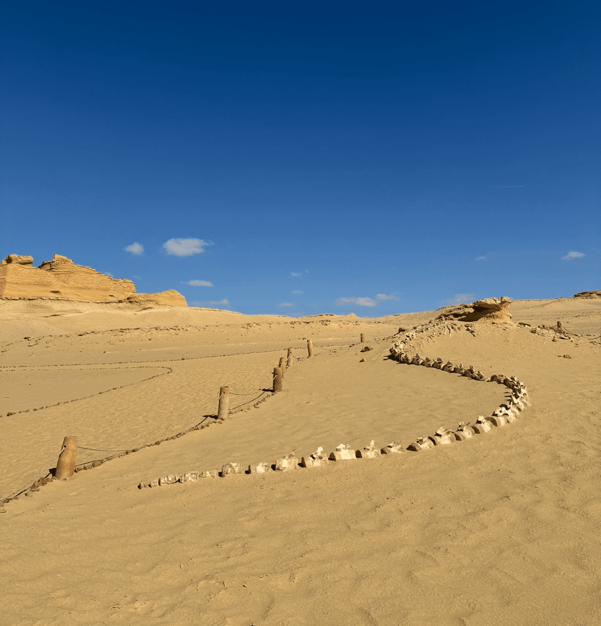 1 Day Fayoum Oasis & Wadi El Hitan Safari Tour from Cairo - Egypt tour featuring Fayoum Oasis & Wadi El Hitan