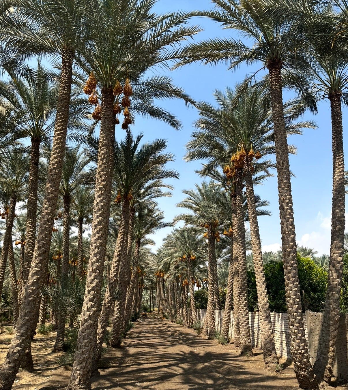 Serene palm tree pathway in Saqqara, Egypt - peaceful oasis atmosphere